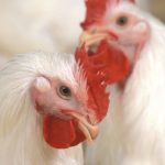 New Zealand suspends poultry exports after first case of H7 bird flu