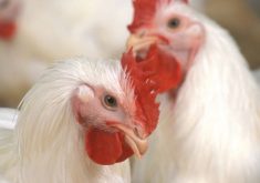 New Zealand suspends poultry exports after first case of H7 bird flu