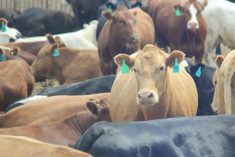cattle in alberta feedlot