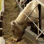 (Photo courtesy Canada Beef Inc.)
