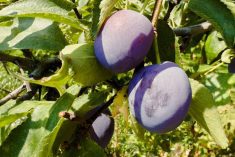 We’ve found that if domestic plum trees are raised near wild plums, wind pollination readily takes place.