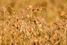 File photo of a lentil crop before harvest in Saskatchewan. (Bobloblaw/iStock/Getty Images)