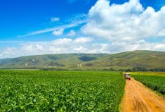 A soybean plantation in Brazil. (MailsonPignata/iStock/Getty Images)