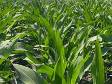proven seed corn plot