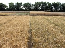 Only experts can spot the differences with the naked eye. However, huge differences can be identified using molecular genetics.