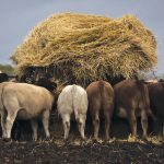 Photo: iStock/Getty Images
