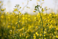 Some wonder if prairie producers might be considering a return to organic canola, despite the problems caused by the proliferation of GM canola. Photo: Greg Berg
