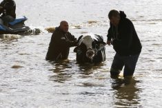 Farmers and community members help to rescue stranded cattle from a farm at Abbotsford, B.C. on Nov. 16, 2021, after rainstorms caused flooding and landslides in the area. (Photo: Reuters/Jesse Winter)