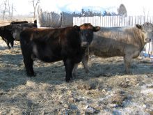 Beef cows need to have a good body condition score going into the winter.