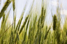 Corteva recently introduced Trusource, a durum wheat which provides increased dietary fibre and could be commercially available to growers within a couple of years.