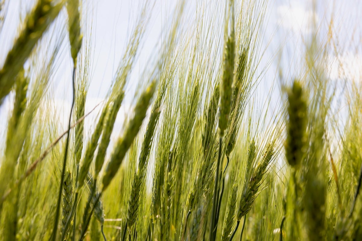 Corteva recently introduced Trusource, a durum wheat which provides increased dietary fibre and could be commercially available to growers within a couple of years.
