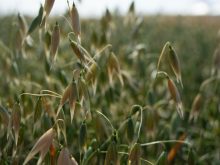 CDC Anson is a new oat variety from FP Genetics with high yield potential and excellent milling characteristics.