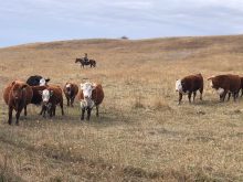 Gregory and his mare, Reba, go around the cows as we round them up to sort their calves off to take to market or take home for weaning.