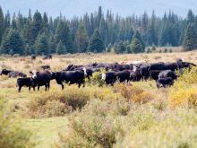 There’s more labour needed to manage artificial insemination, but it can improve the rate of genetic gain.