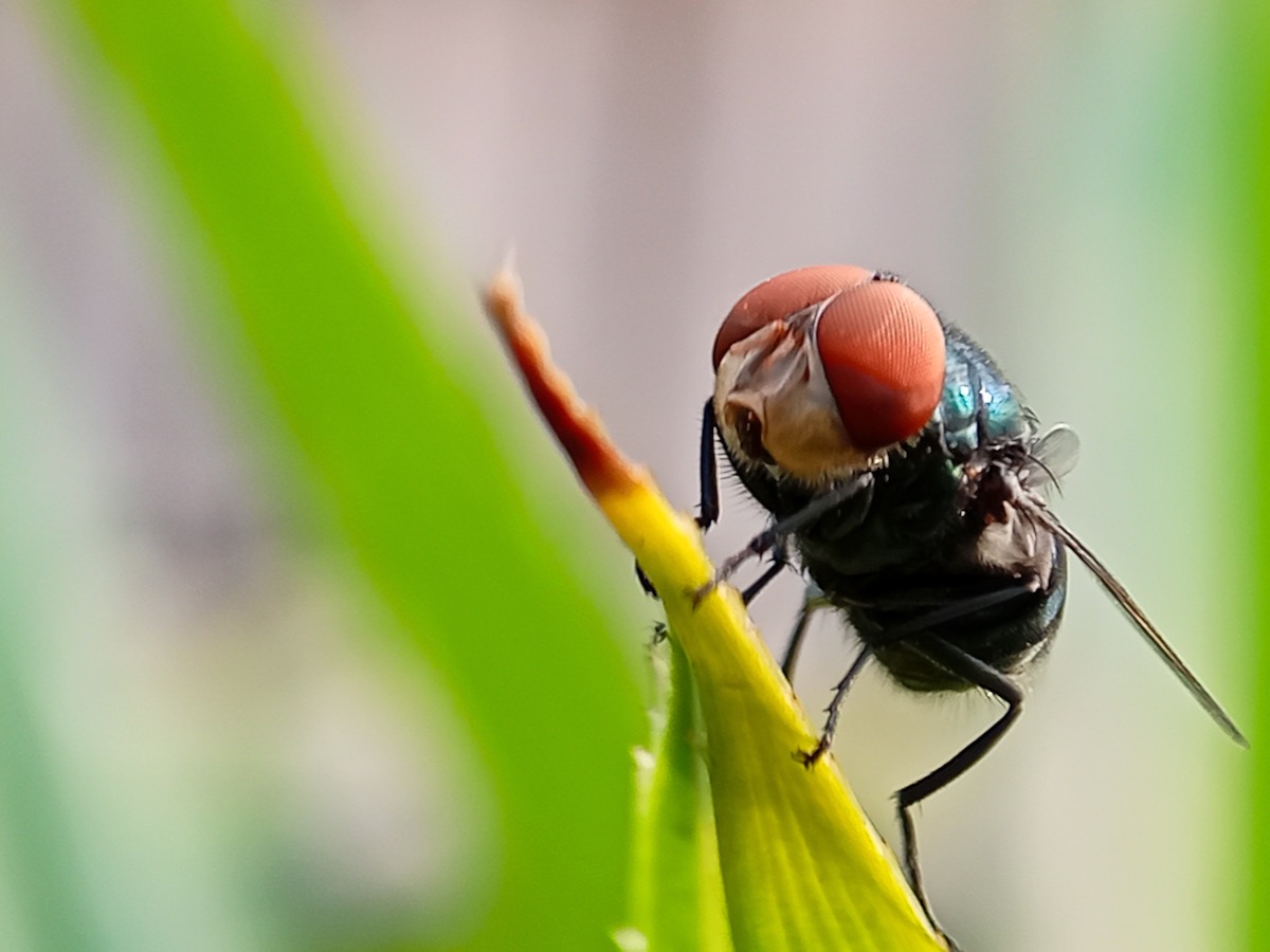 new world screwworm fly