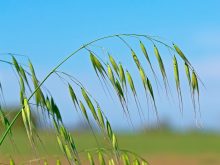 wild oats