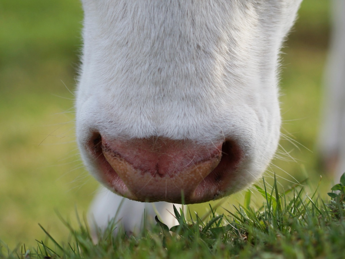 Early-spring seeding of winter wheat may create more grazing days and reduce production costs.