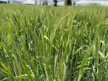 CDC Churchill in a plot at Ag in Motion in July. Farmers growing barley for feed are increasingly opting to grow malting varieties.