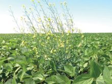 volunteer canola in soybeans
