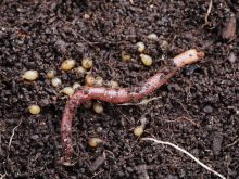 Earthworm channels in soil tend to be enriched in organic matter, microbes and nutrients, which are of significant help in nutrient cycling.