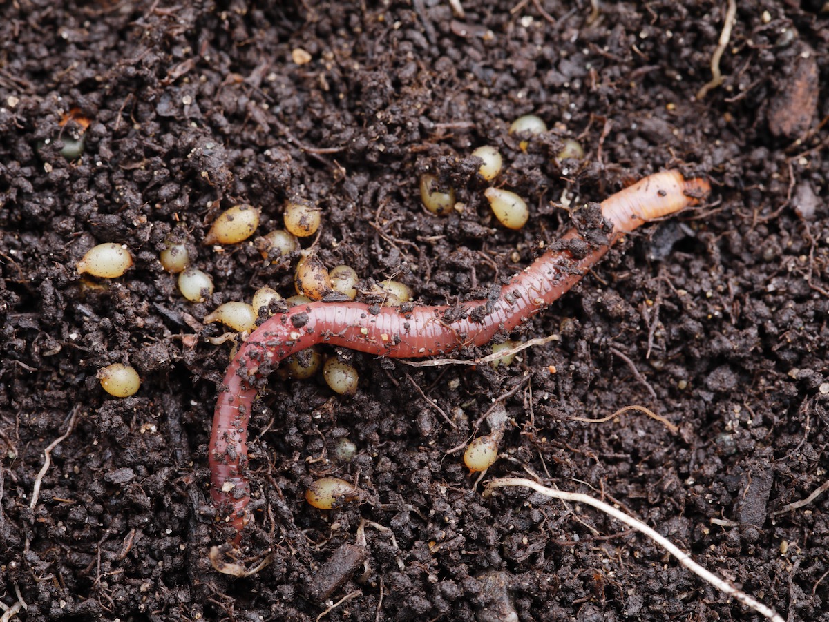 Earthworm channels in soil tend to be enriched in organic matter, microbes and nutrients, which are of significant help in nutrient cycling.