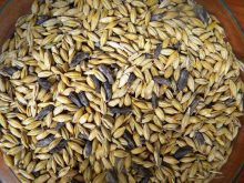 ergot in barley