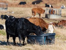 As cattle have gotten larger, their requirements for water grow.