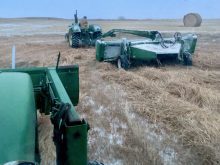 Gregory cut the slough hay and I followed right behind with the baler. The slough hay will be used on really cold days for extra feed or bedding.