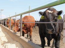 feedlot strathmore alberta