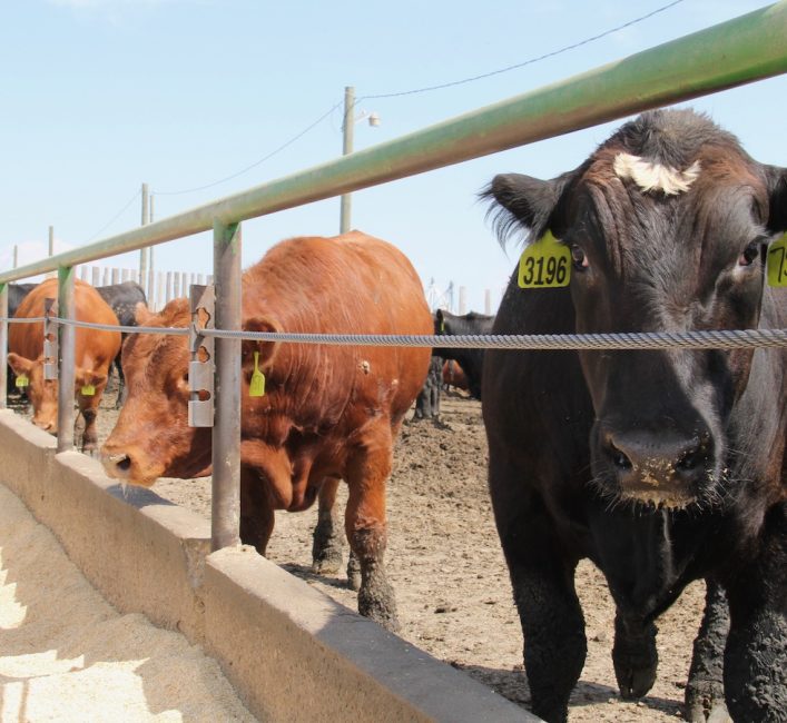 Feeder cattle prices should remain at historical highs in 2025