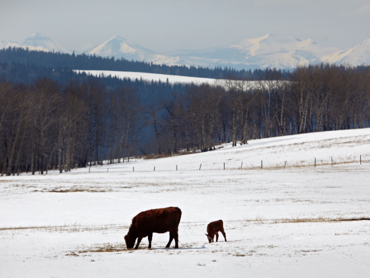 When a heifer calves, she’s hopefully worth at least as much as when she was a bred heifer — and probably retains that value for at least a couple of years.
