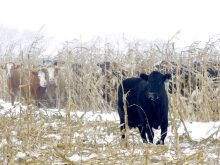 cattle grazing corn