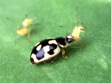 lady beetle killing pea aphid
