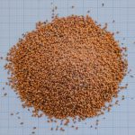 camelina seed