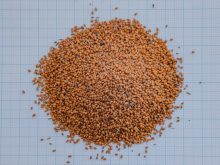 camelina seed