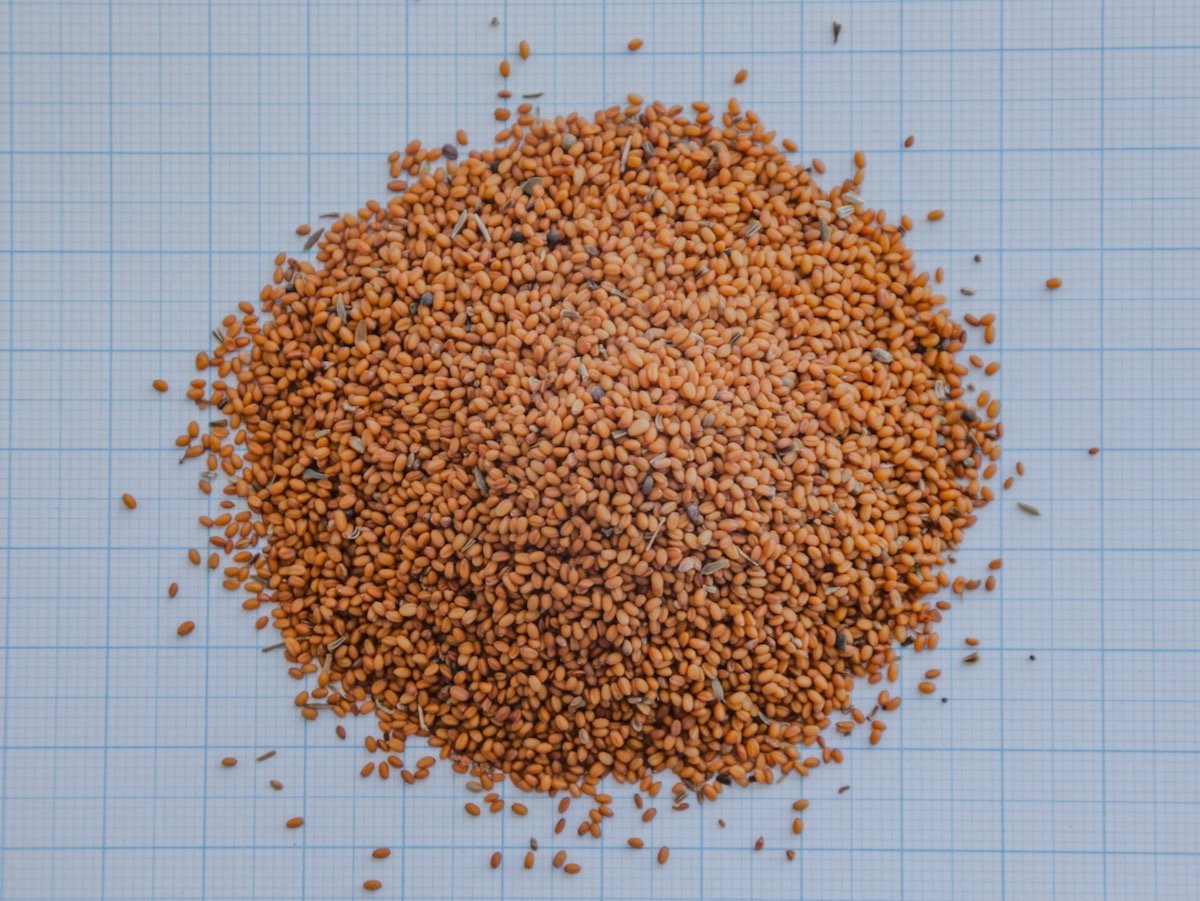 camelina seed