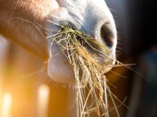 Relative to cows, sheep or goats, horses are much more tolerant, but not immune, to the effects of high nitrate levels in feed.