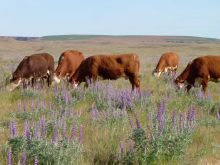 Cattle grazing on a range infested with velvet lupine in eastern Washington state. Producers will want to know in advance about any potentially hazardous plant life before turning cattle out on unfamiliar land.
