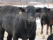 Spring projections are for continued lower placements in feedlots.
