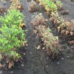 Early flooding has little effect on soybean oil, protein composition says U.S. study