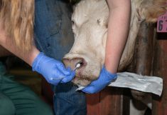 A researcher collects samples from feedlot cattle to track bovine respiratory disease. PHOTO: TEXAS A&M