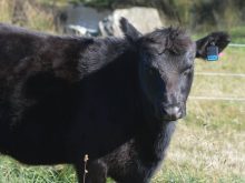 Darren Wolchyn says the use of solar power on Smart Paddock’s ear tags sets the product apart from others.