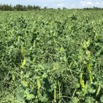 peas in saskatchewan 2019