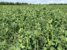 peas in saskatchewan 2019