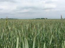 About 50 per cent of rye grown in Prairie Canada is estimated to come from newer hybrids first grown in 2014.