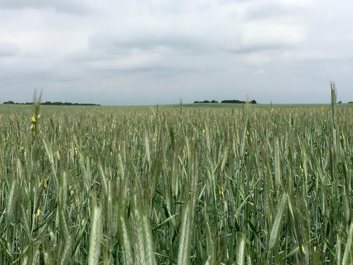 About 50 per cent of rye grown in Prairie Canada is estimated to come from newer hybrids first grown in 2014.