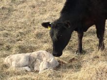 The Hicks family’s calving pastures