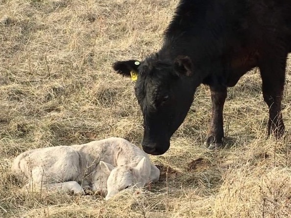The Hicks family’s calving pastures
