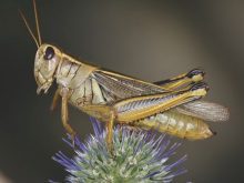 two striped grasshopper