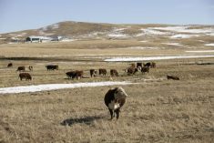 (Photo courtesy Canada Beef Inc.)